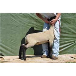 Thompson Brothers Ky143-0464 Wether