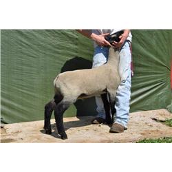Thompson Brothers Ky143-0448 Wether