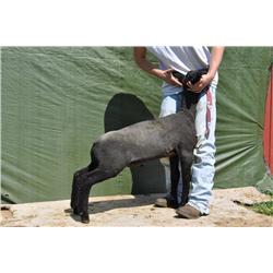 Thompson Brothers Ky143-0437 Wether