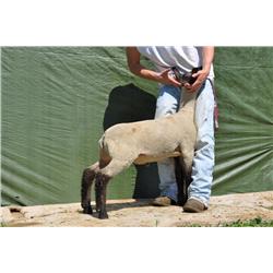 Thompson Brothers Ky143-0425 Wether