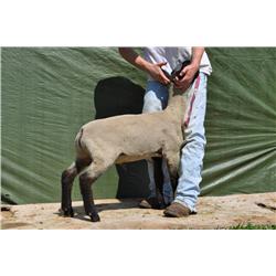 Thompson Brothers Ky143-0422 Wether