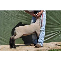 Thompson Brothers Ky143-0430 Wether