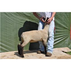 Thompson Brothers Ky143-0442 Ewe Lamb