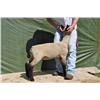 Image 1 : Thompson Brothers Ky143-0442 Ewe Lamb
