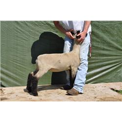 Thompson Brothers Ky143-0465 Ewe Lamb