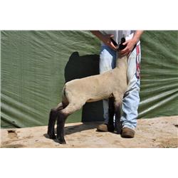 Thompson Brothers Ky143-0473 Ewe Lamb