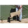 Image 1 : Thompson Brothers Ky143-0473 Ewe Lamb