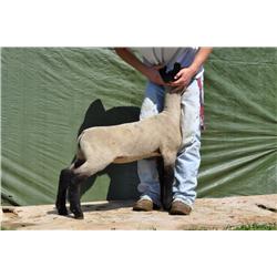 Thompson Brothers Ky143-0474 Ewe Lamb