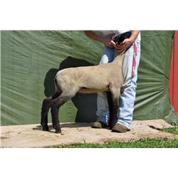 Thompson Brothers Ky143-0463 Ewe Lamb