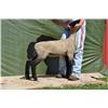 Image 1 : Thompson Brothers Ky143-0463 Ewe Lamb