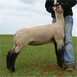 Alred & Elliott Club Lambs