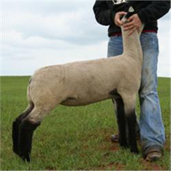 Alred & Elliott Club Lambs