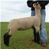 Image 1 : Alred & Elliott Club Lambs