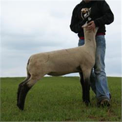 Alred & Elliott Club Lambs