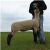 Image 1 : Alred & Elliott Club Lambs