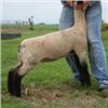 Image 1 : Despain Club Lambs