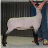 Image 1 : Impact Club Lambs