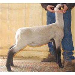 Rockin'C Farms Club Lambs