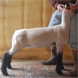 Rockin'C Farms Club Lambs