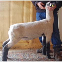 Rockin'C Farms Club Lambs