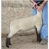 Image 1 : Simpson Club Lambs