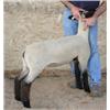 Image 1 : Simpson Club Lambs