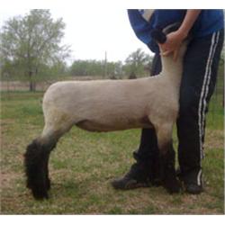 Allison McGolden Club Lambs