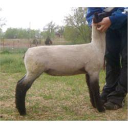 Allison McGolden Club Lambs