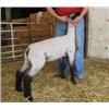 Image 1 : Samber Club Lambs