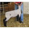 Image 1 : Samber Club Lambs