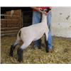 Image 1 : Samber Club Lambs