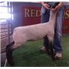 Image 1 : Samber Club Lambs