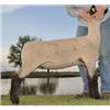 Image 1 : Ott Club Lambs