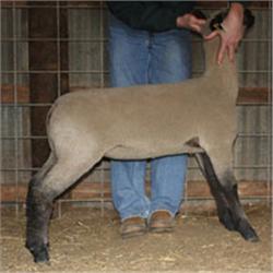 Schmillen Club Lambs