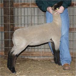 Schmillen Club Lambs