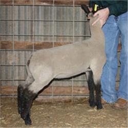 Schmillen Club Lambs