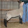 Image 1 : Schmillen Club Lambs
