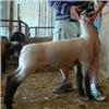 Image 1 : Overman Club Lambs