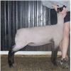 Image 1 : Begalka Club Lambs