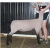 Image 1 : Begalka Club Lambs
