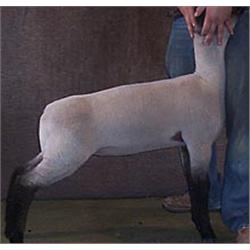 Lambright Club Lambs