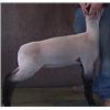Image 1 : Lambright Club Lambs