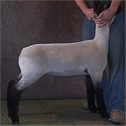 Lambright Club Lambs