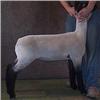 Image 1 : Lambright Club Lambs