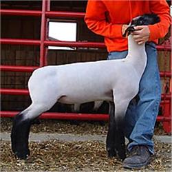 Wattonville Club Lambs