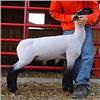 Image 1 : Wattonville Club Lambs