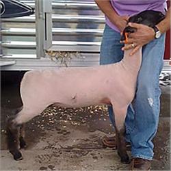 Wattonville Club Lambs