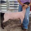 Image 1 : Wattonville Club Lambs