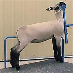 MacLennan Club Lambs