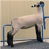 Image 1 : MacLennan Club Lambs